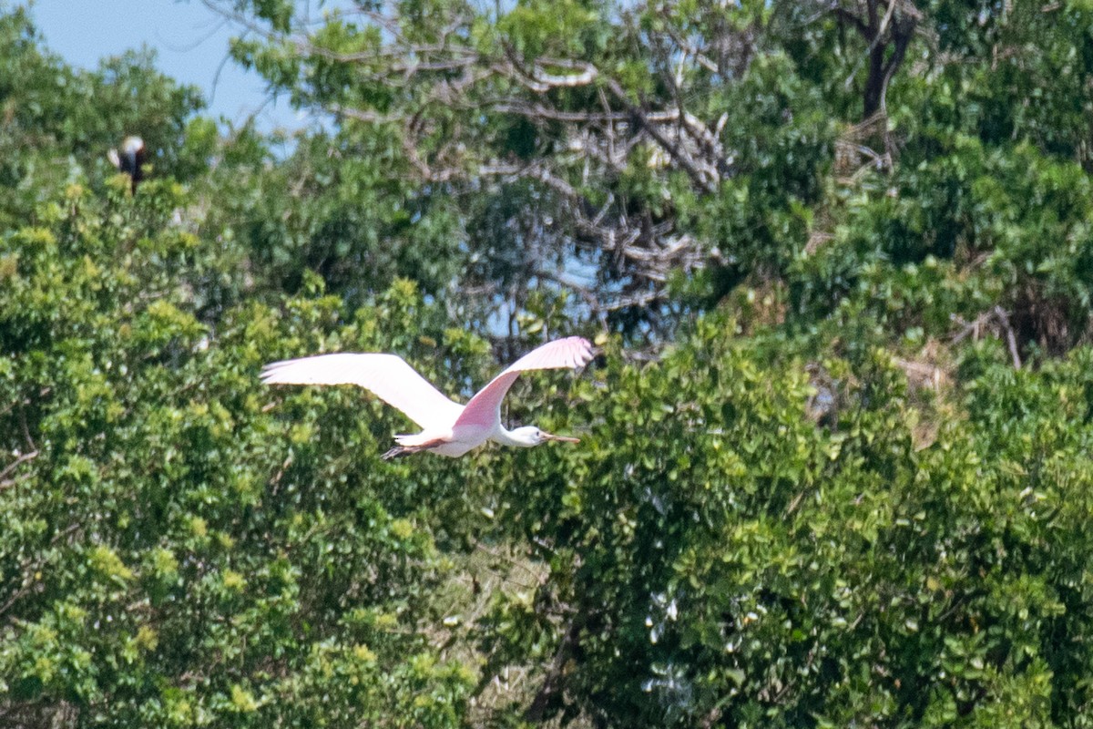 Roseate Spoonbill - ML617906997