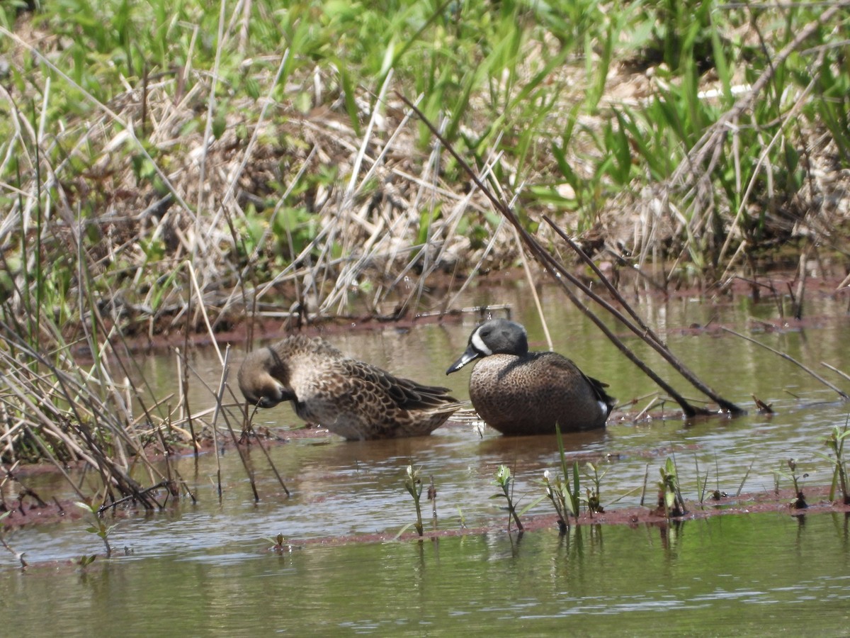 Blue-winged Teal - ML617907014