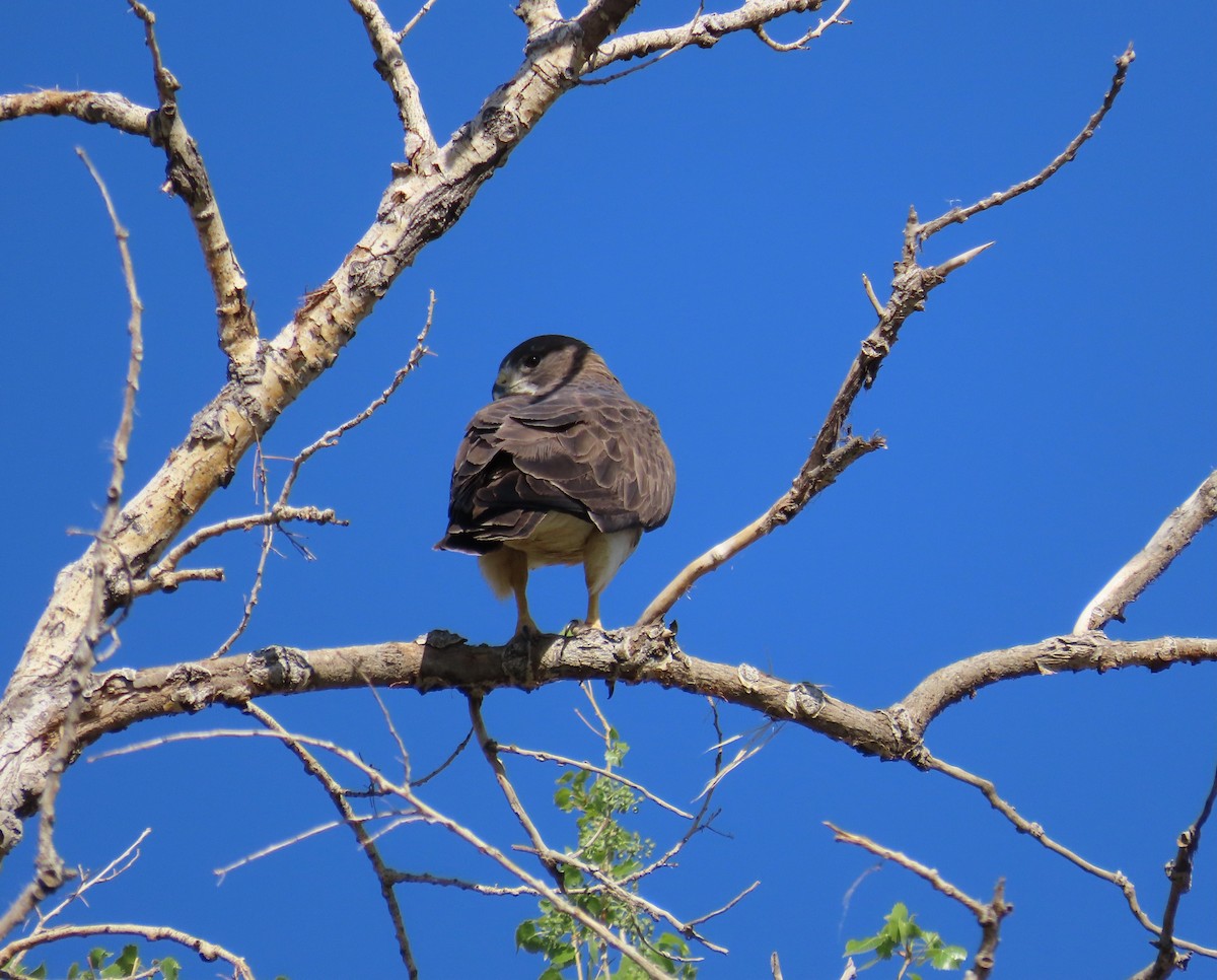 Swainson's Hawk - ML617907068