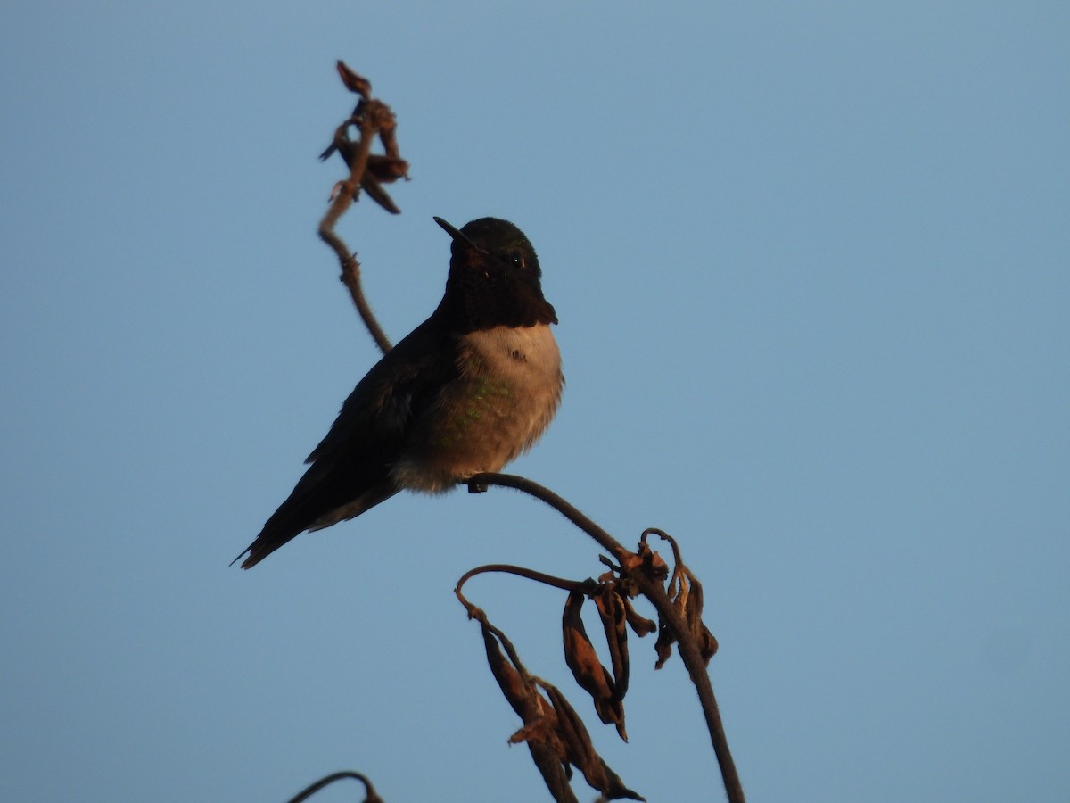 Ruby-throated Hummingbird - ML617907070