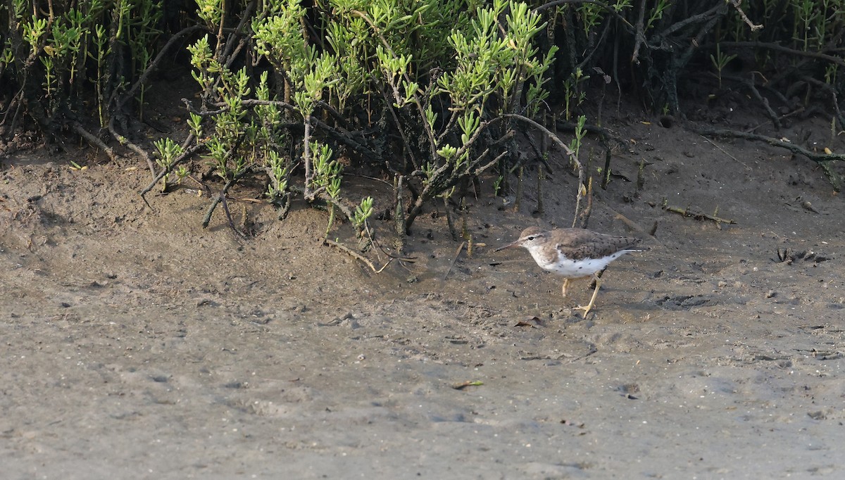 Spotted Sandpiper - Andy Gee