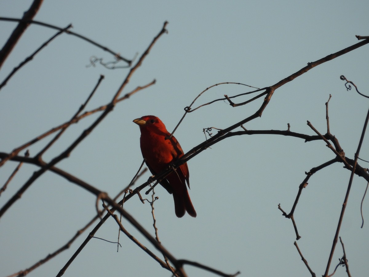 Summer Tanager - Paolo Matteucci