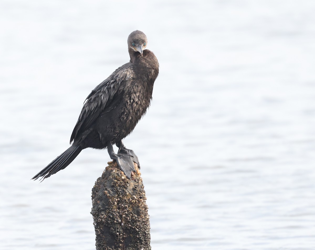 Neotropic Cormorant - ML617907106