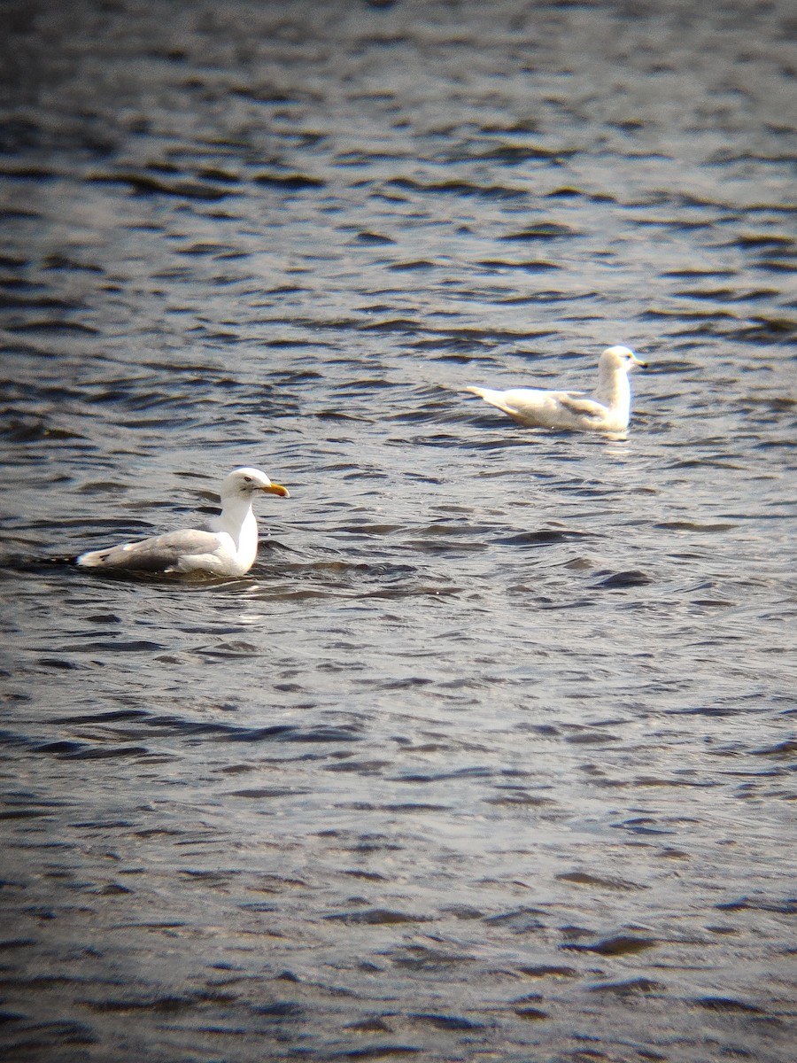 Iceland Gull - ML617907111