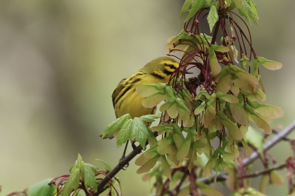 Prairie Warbler - Jeff G