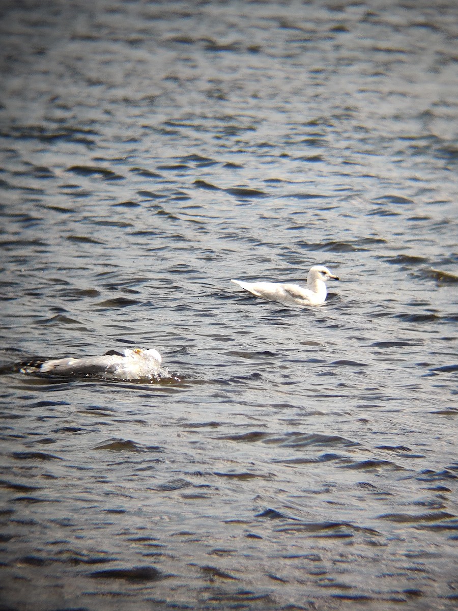 Iceland Gull - ML617907147