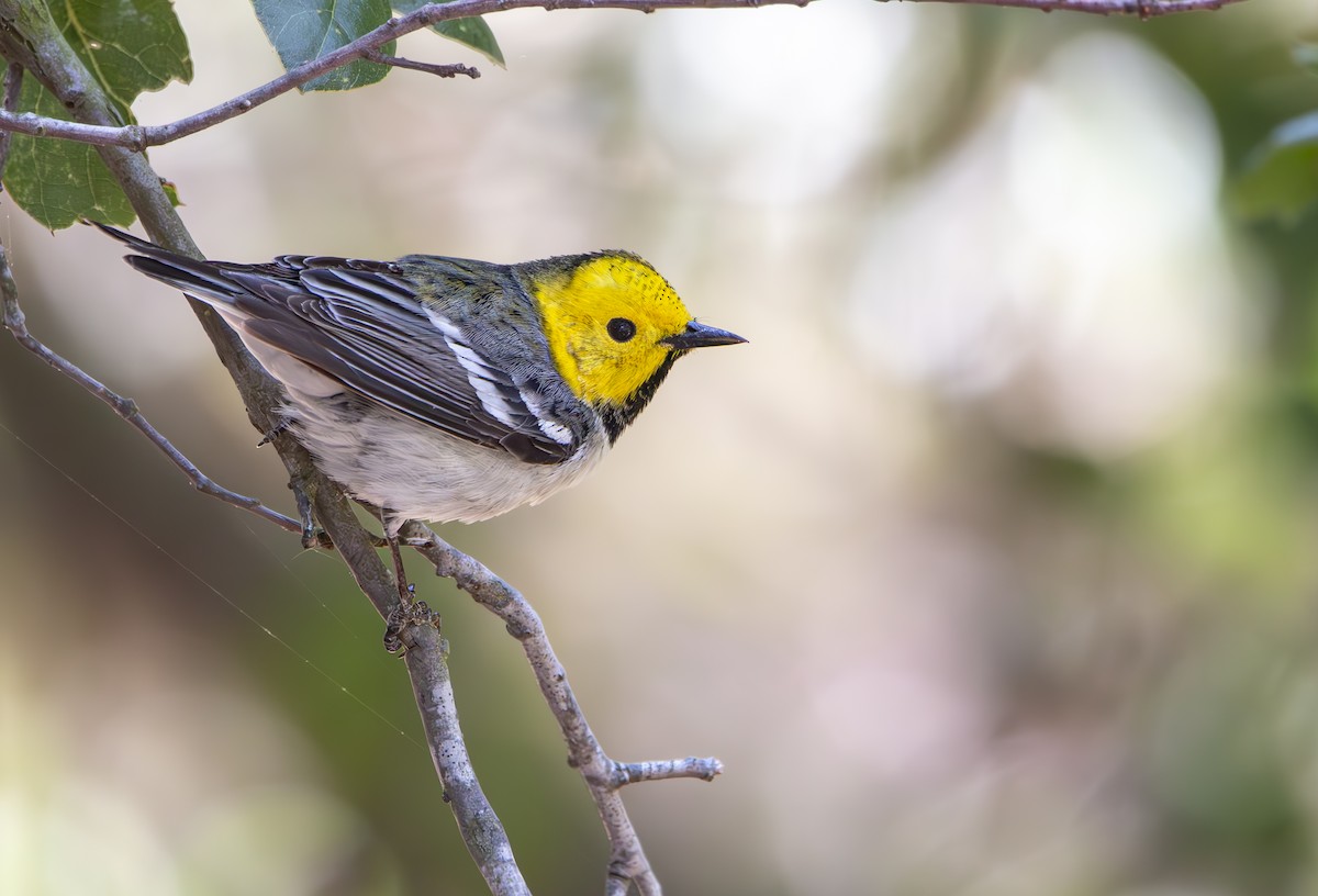 Hermit Warbler - ML617907151