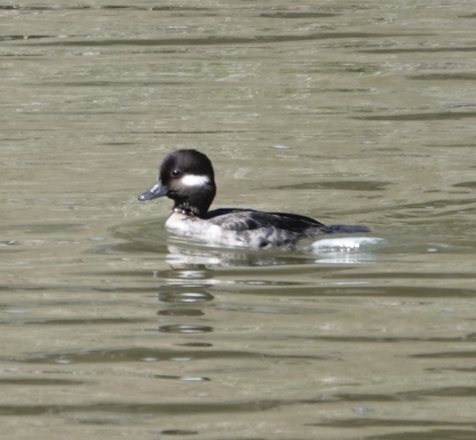 Bufflehead - Justin Cook