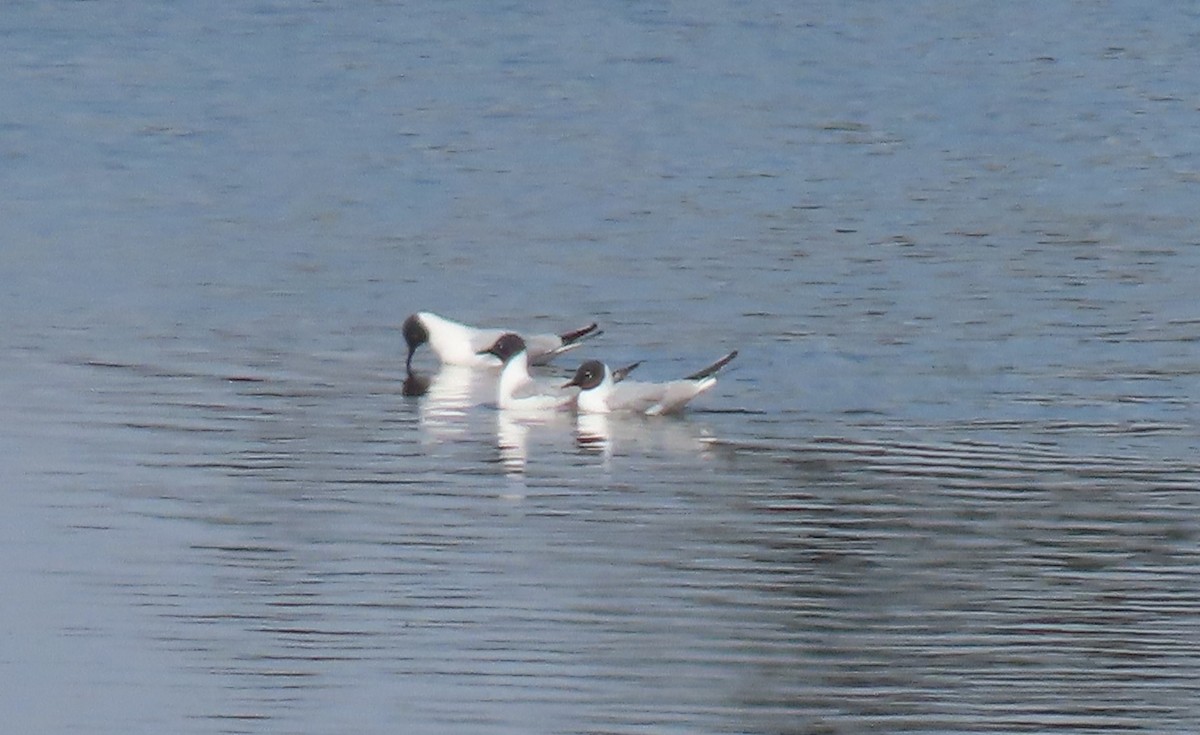 Bonaparte's Gull - ML617907222