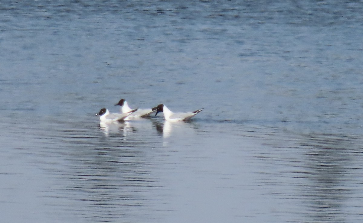 Bonaparte's Gull - ML617907225