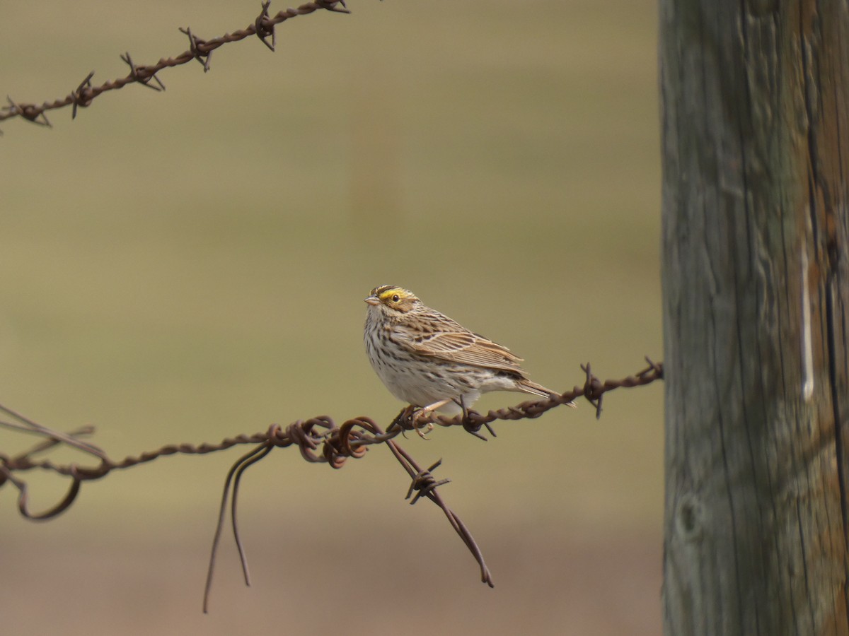 Savannah Sparrow - Blake Weis