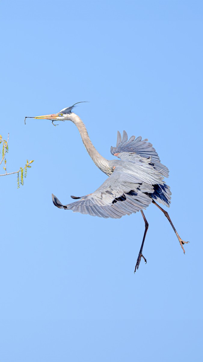 Great Blue Heron - ML617907240