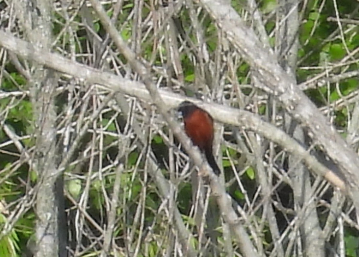 Orchard Oriole - ML617907246