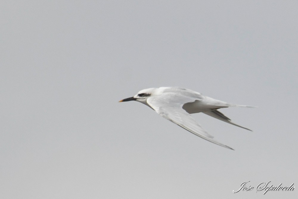 Snowy-crowned Tern - ML617907252