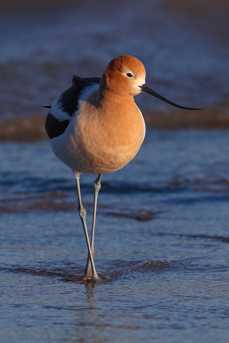 American Avocet - Claire Werner