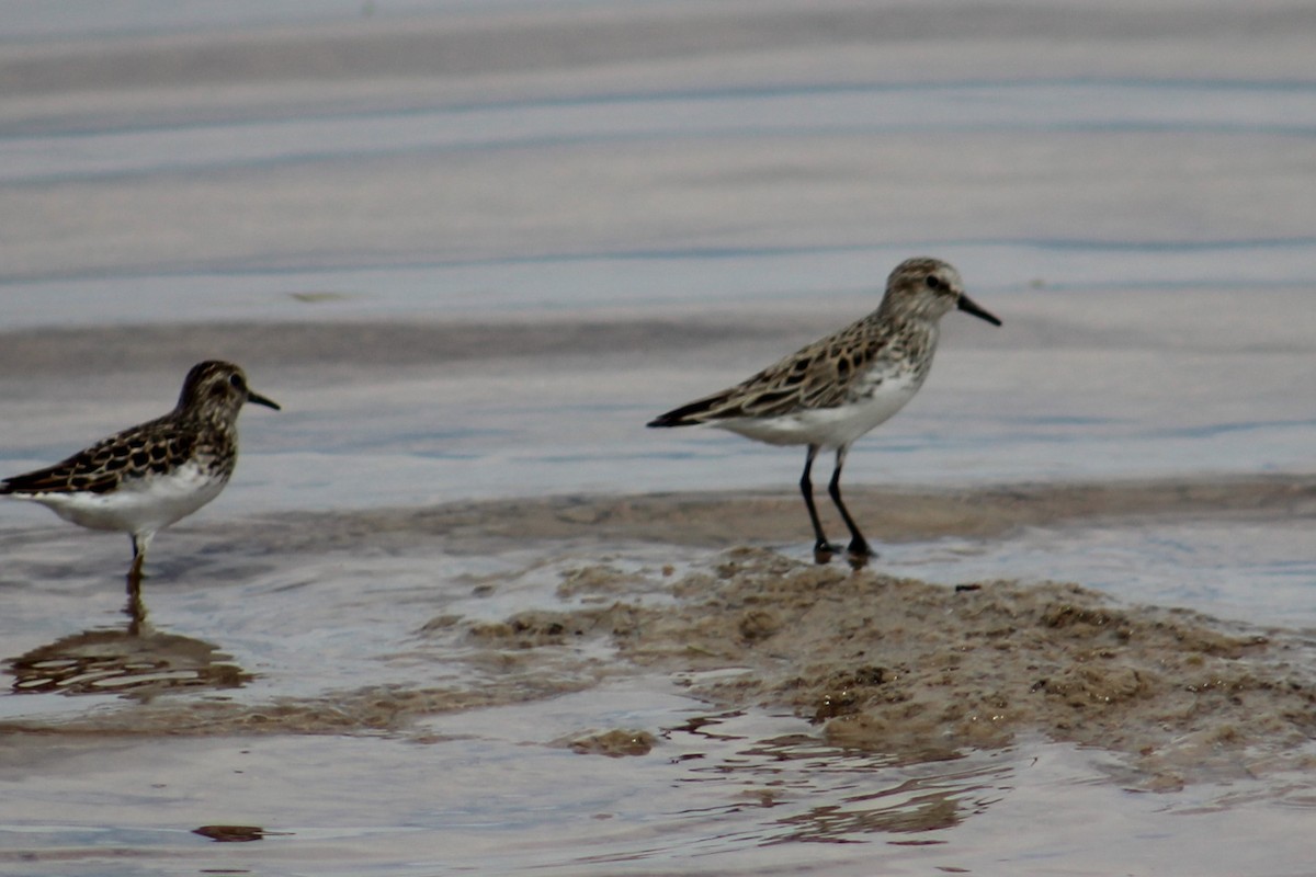 Semipalmated Sandpiper - ML617907272