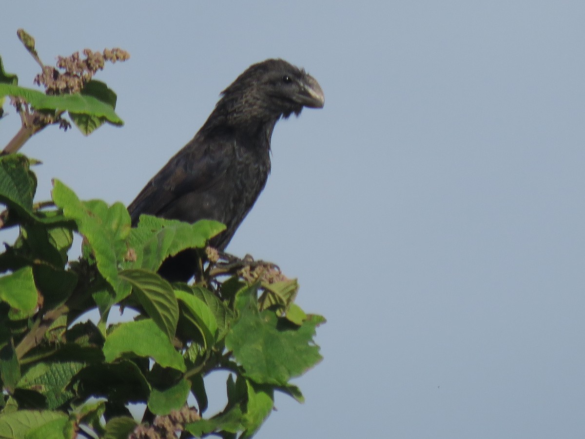 Smooth-billed Ani - ML617907290