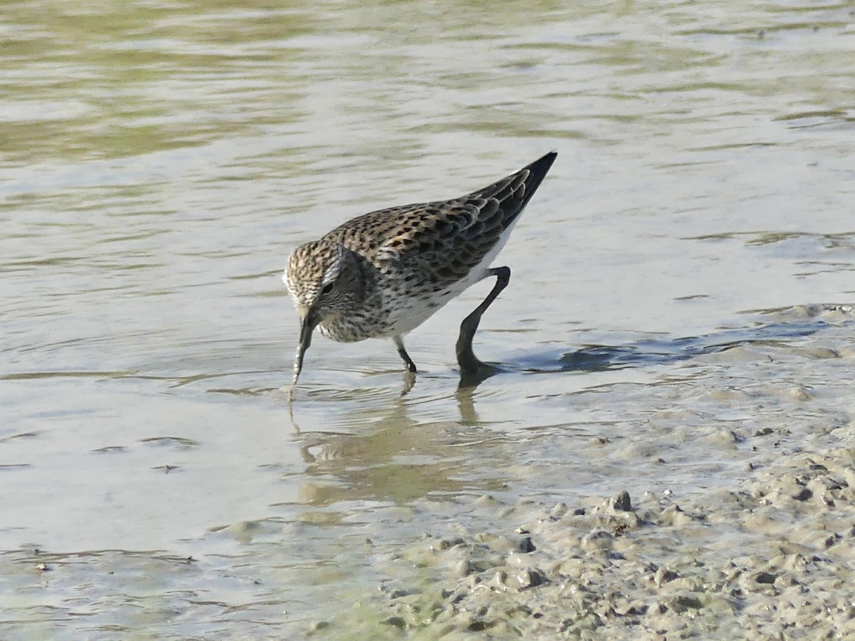 Weißbürzel-Strandläufer - ML617907298