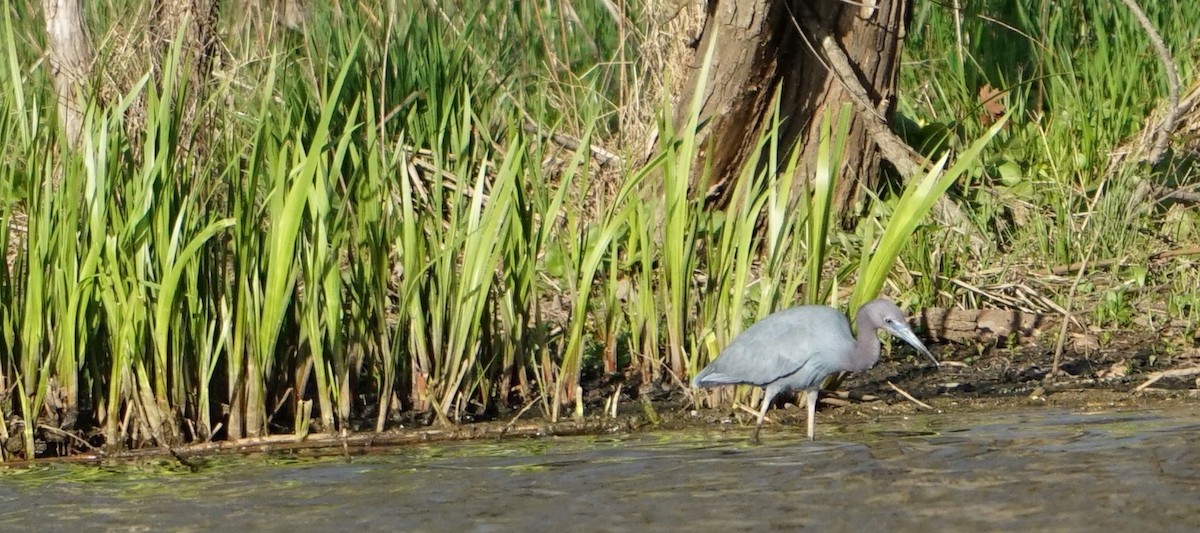 Little Blue Heron - ML617907355