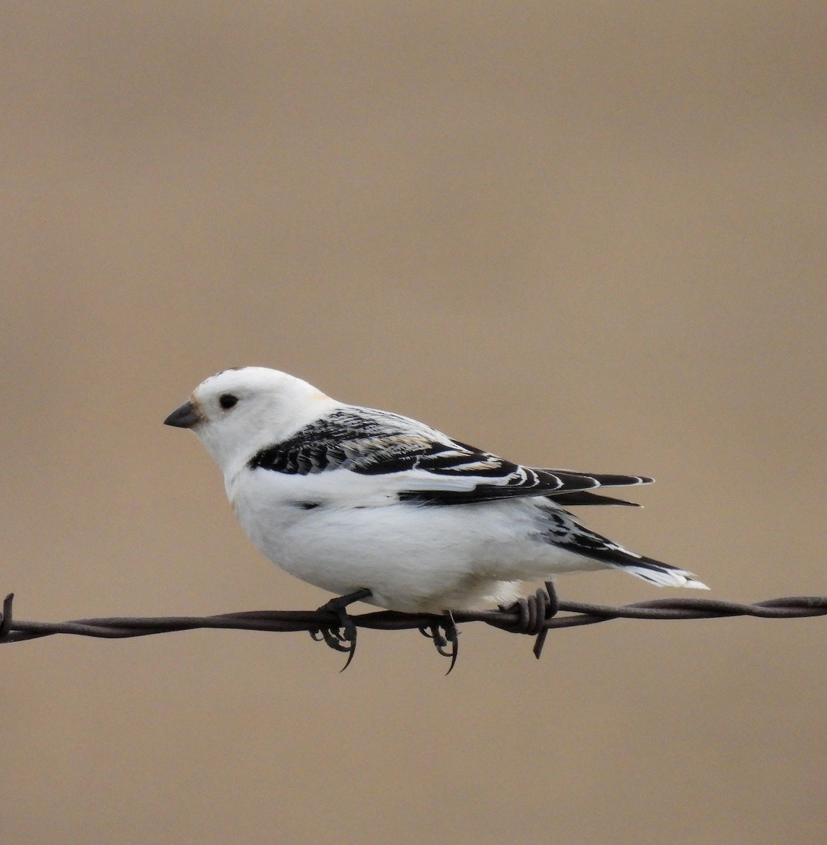 Snow Bunting - ML617907405