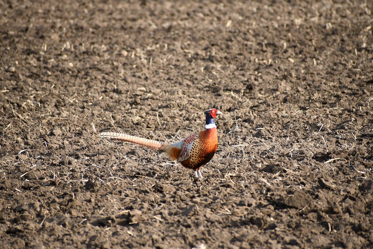 Ring-necked Pheasant - ML617907425