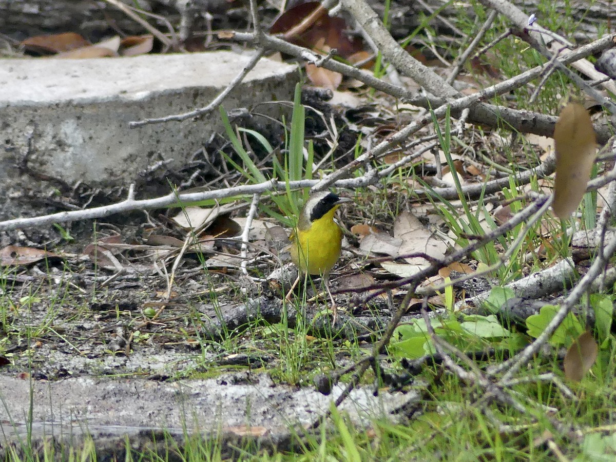 Common Yellowthroat - ML617907432