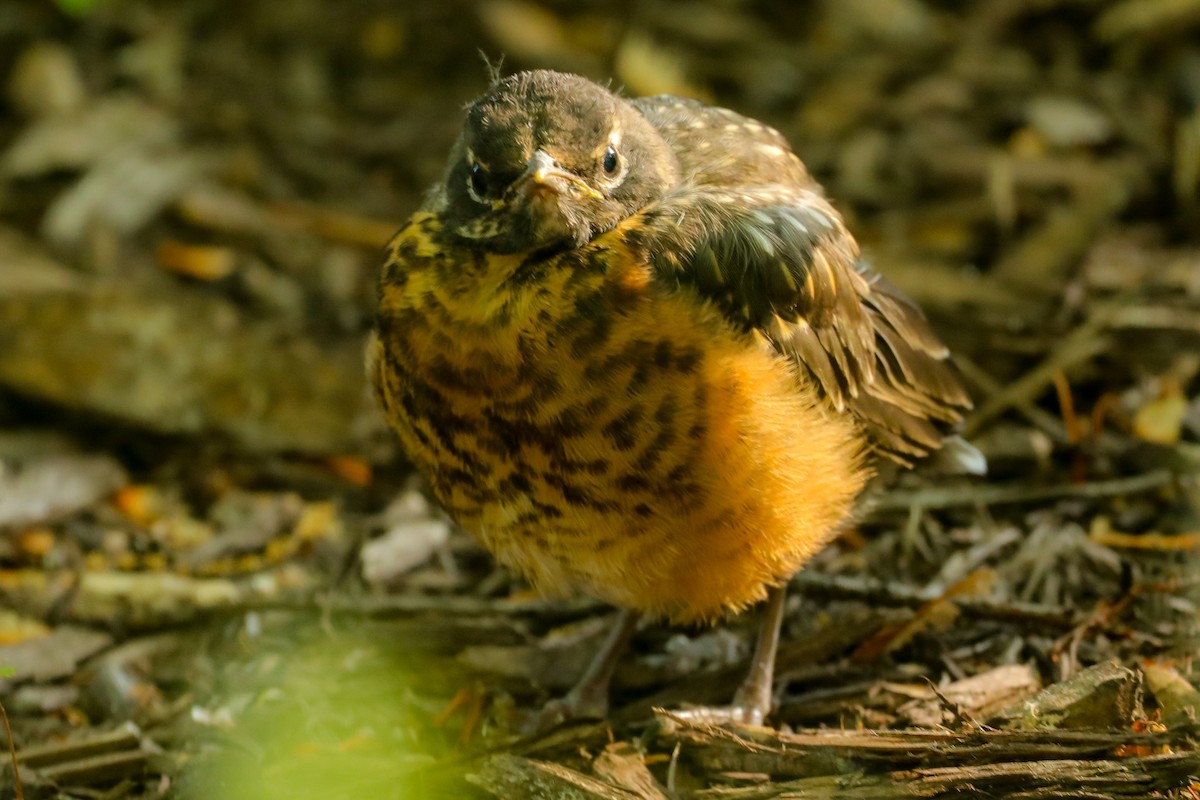 American Robin - ML617907498