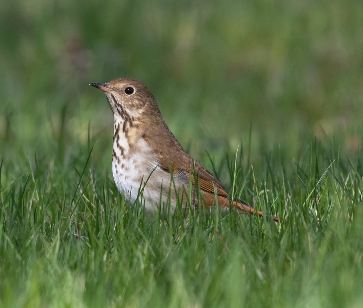 Hermit Thrush - Darlene Friedman