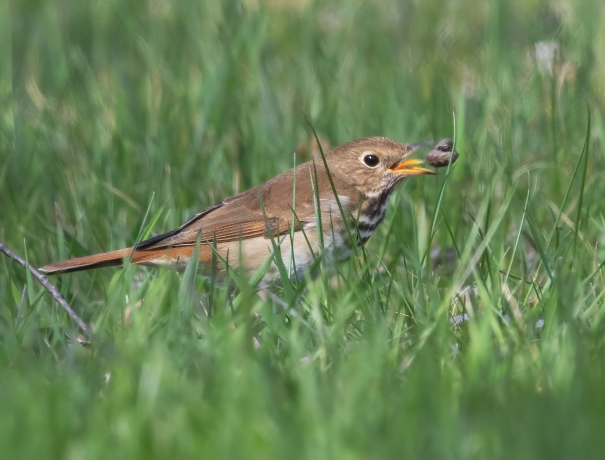 Hermit Thrush - ML617907525