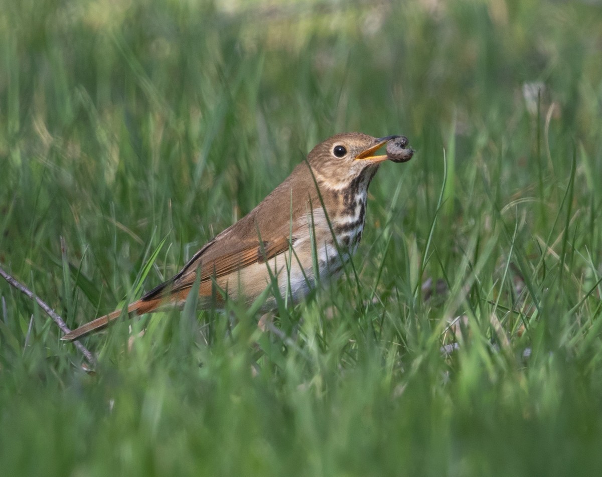 Hermit Thrush - ML617907531