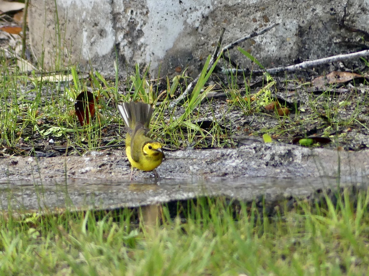 Hooded Warbler - ML617907539