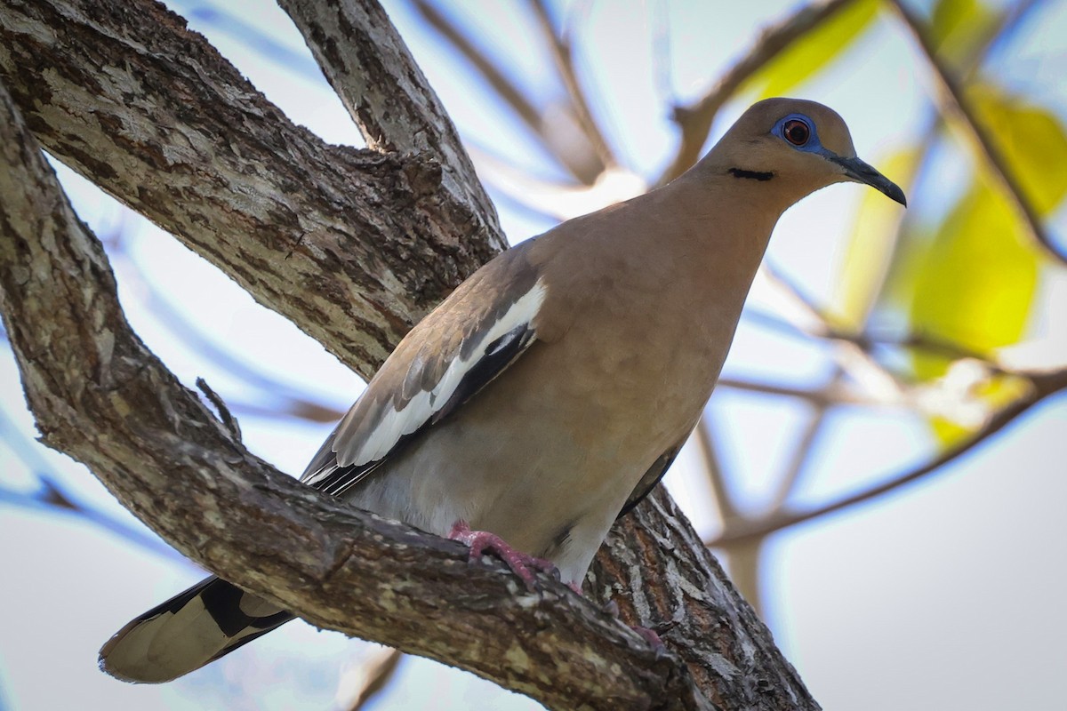 White-winged Dove - ML617907548