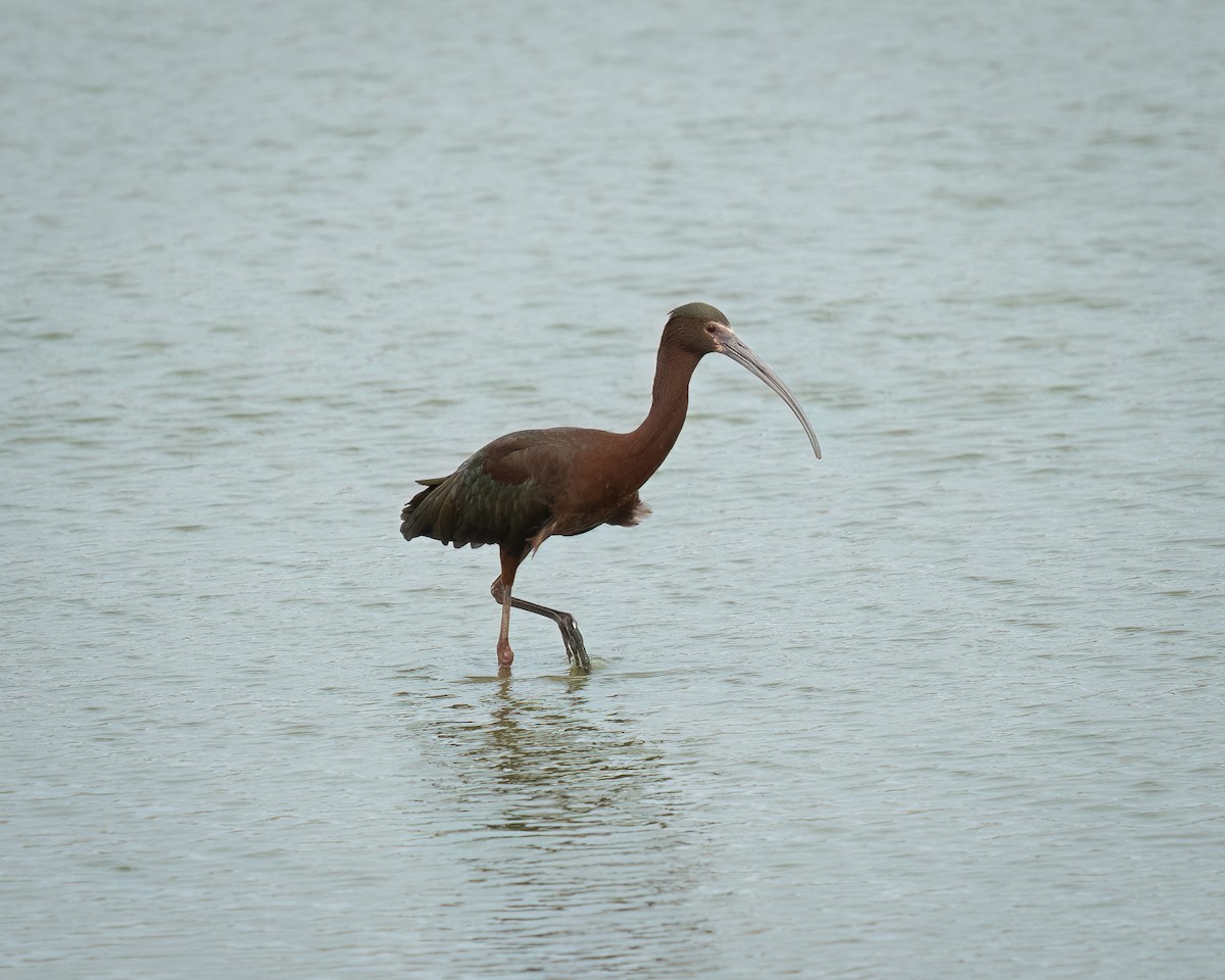 ibis americký - ML617907572