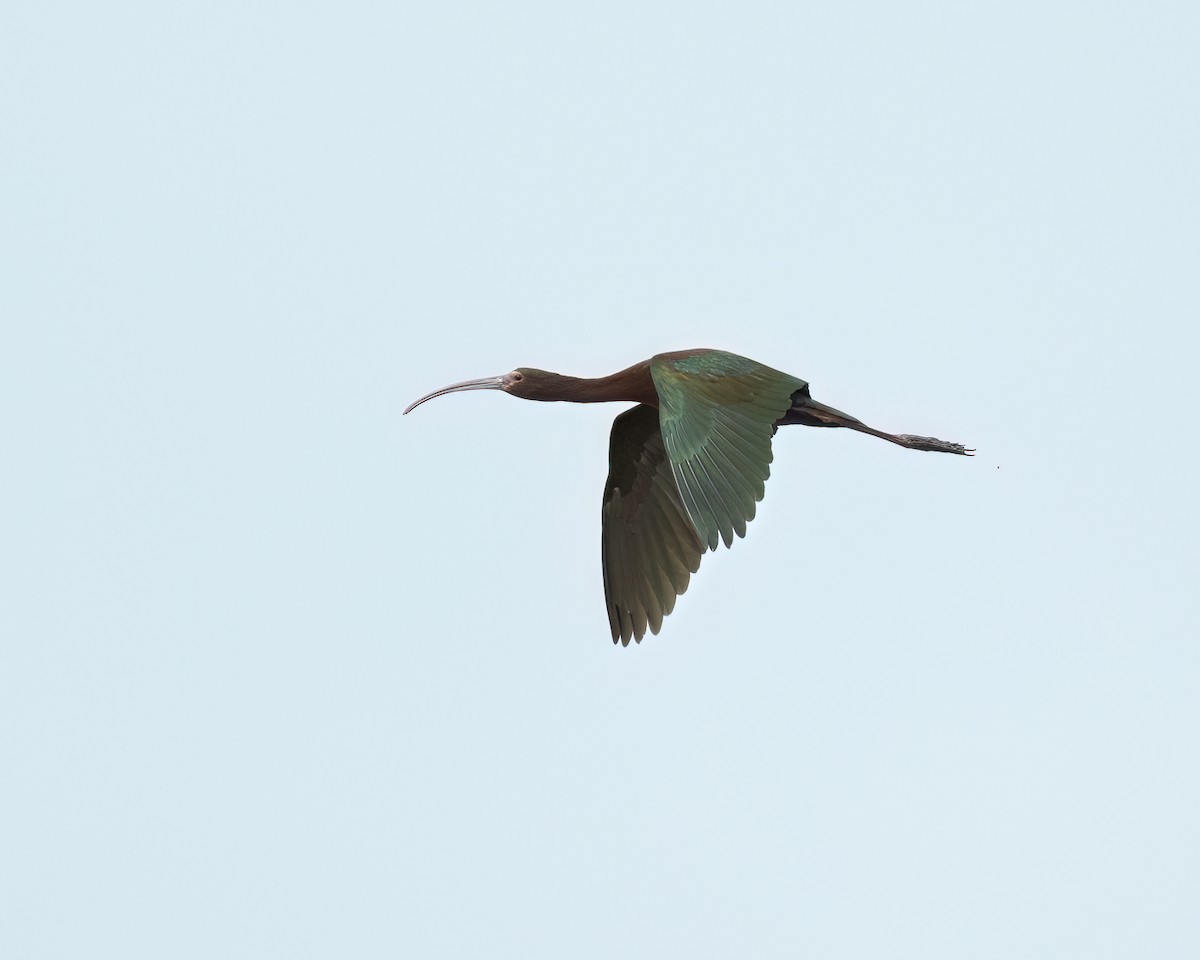 Ibis à face blanche - ML617907573