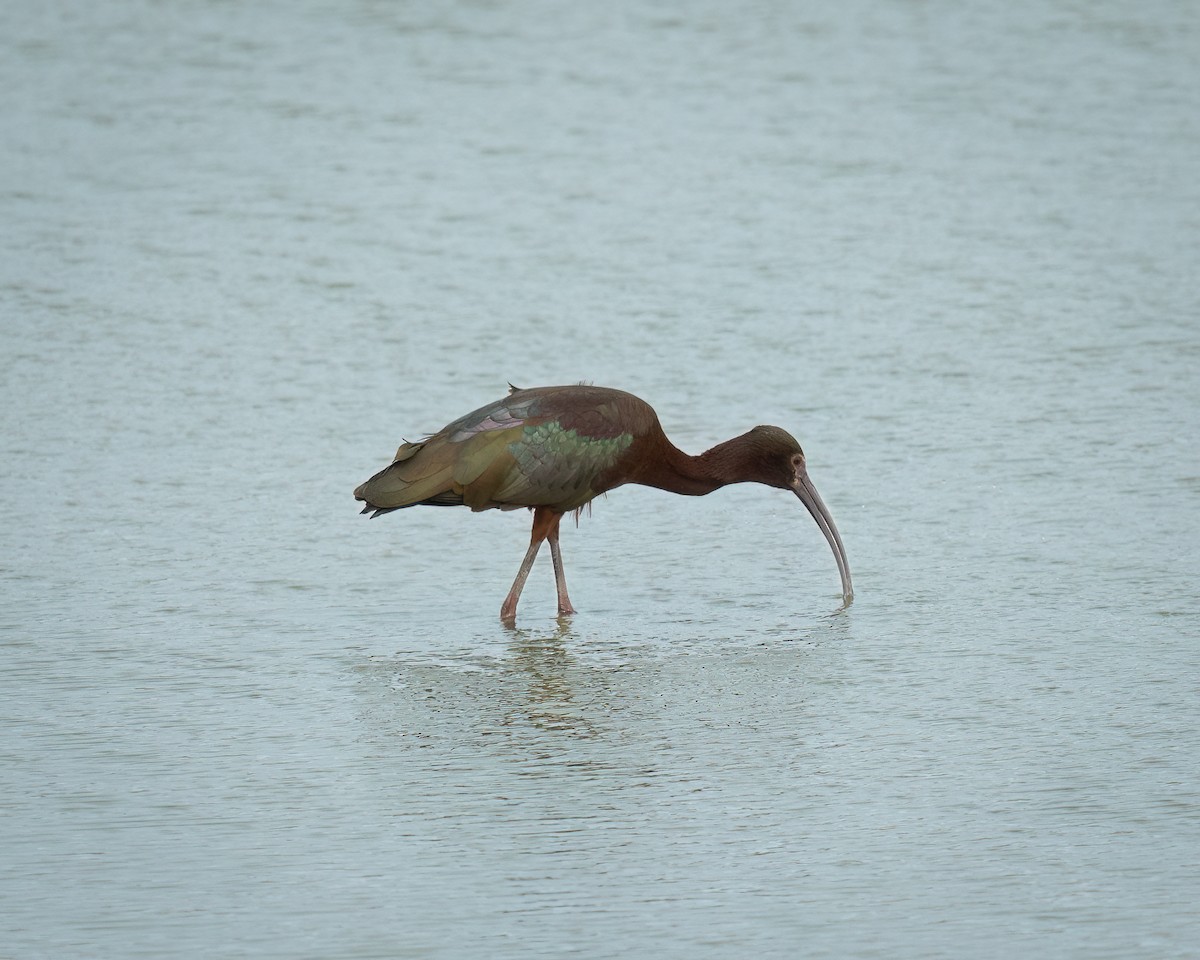 Ibis à face blanche - ML617907574