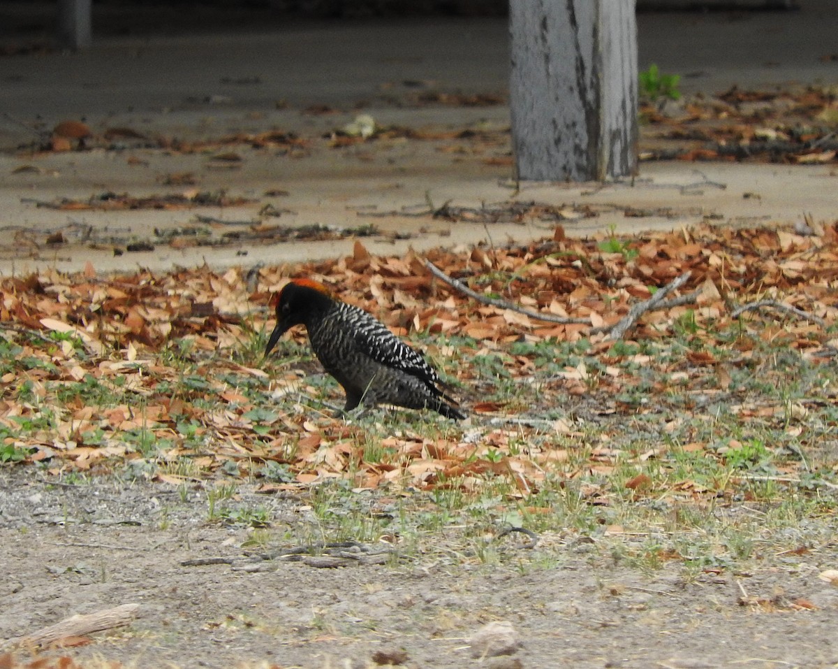 Golden-fronted Woodpecker - ML617907611