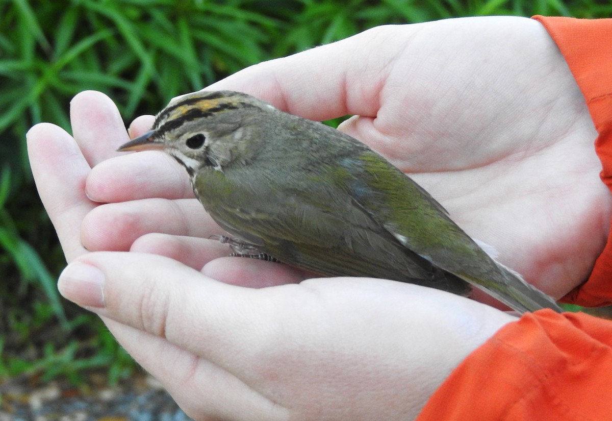 Ovenbird - Mark Meunier