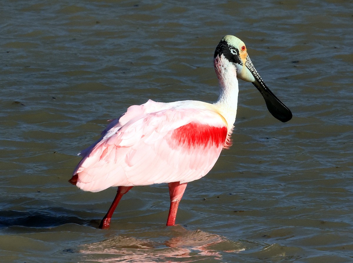 Roseate Spoonbill - ML617907622