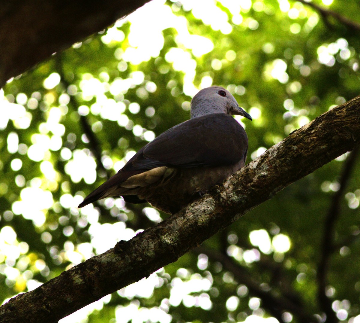 Фиджийский плодовый голубь - ML617907642