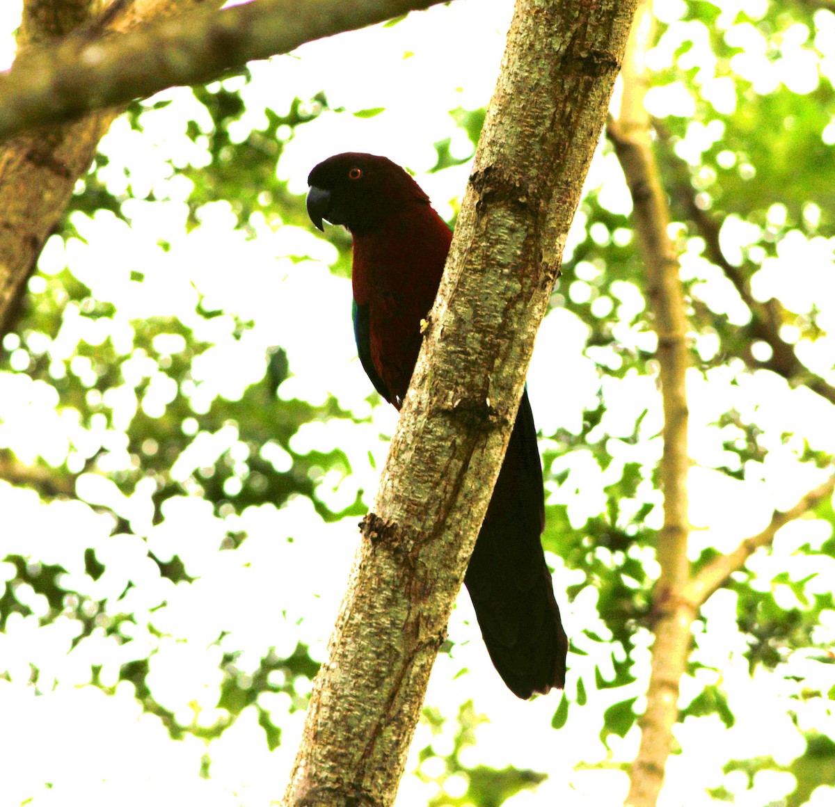 Фиджийский попугай-арлекин - ML617907659
