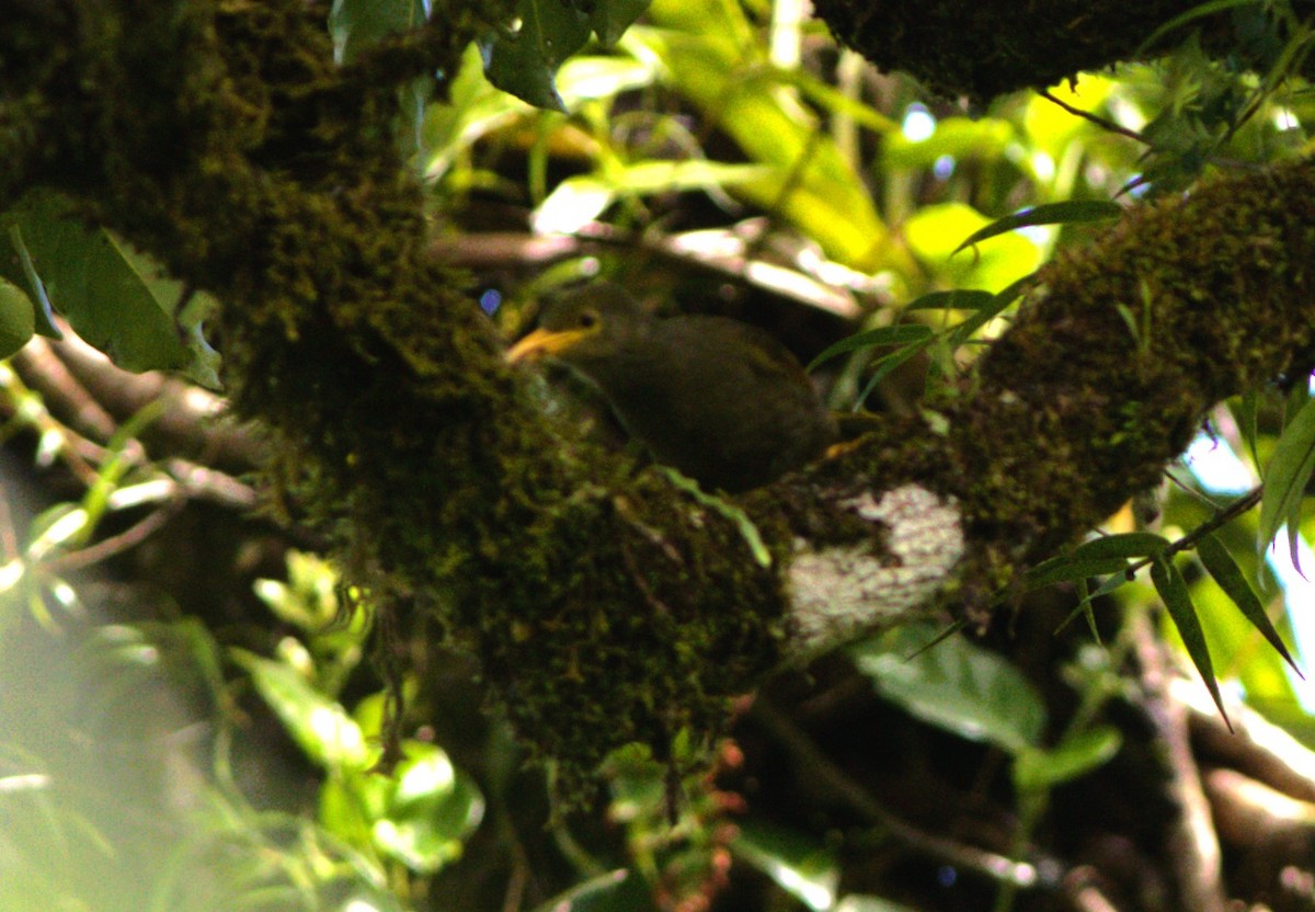 Chattering Giant-Honeyeater - ML617907680