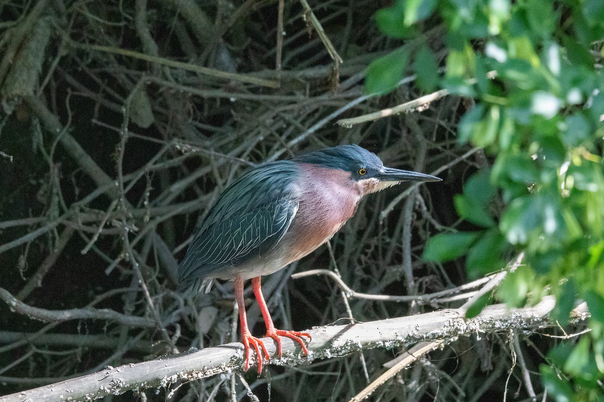 Green Heron - ML617907716