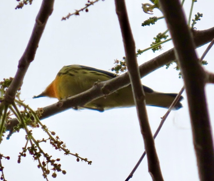 Blackburnian Warbler - Carlos Sanguinetti