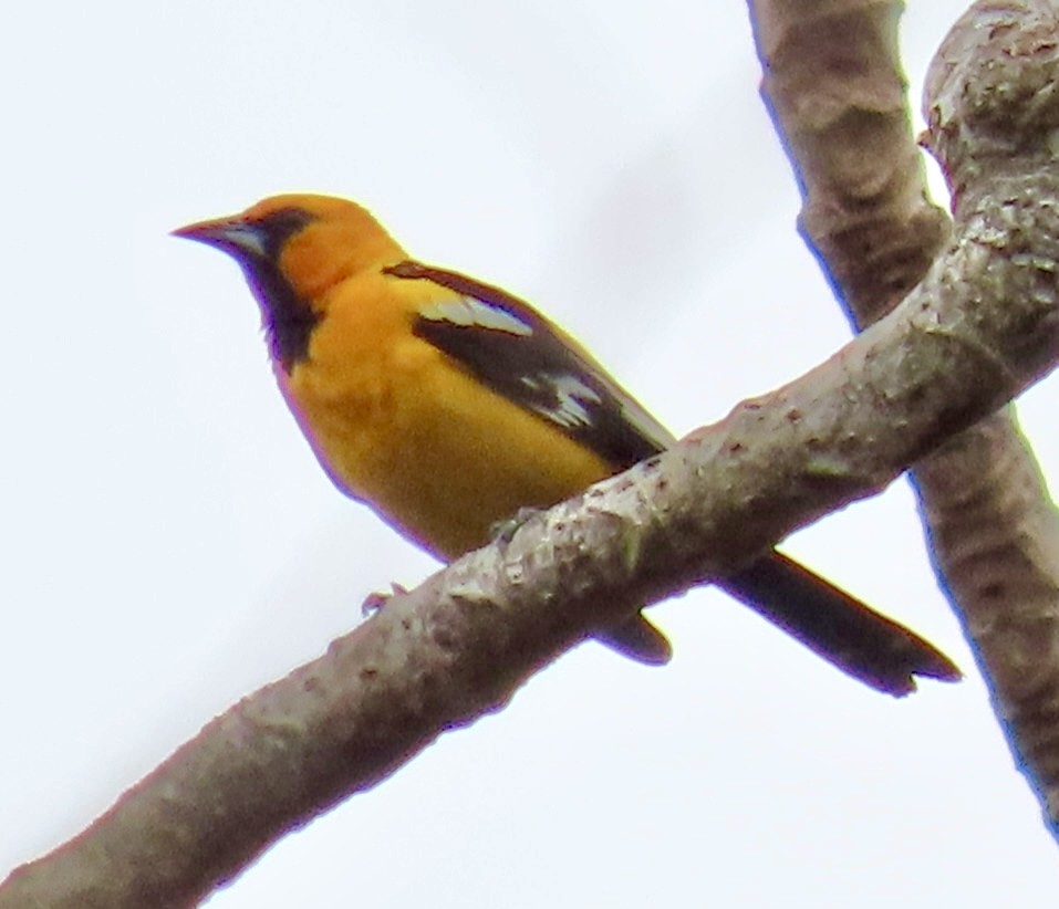 Altamira Oriole - Carlos Sanguinetti