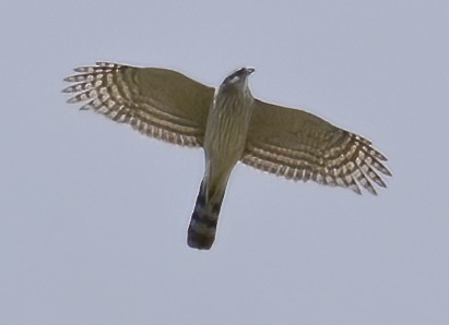 Cooper's Hawk - Jeff Goulding