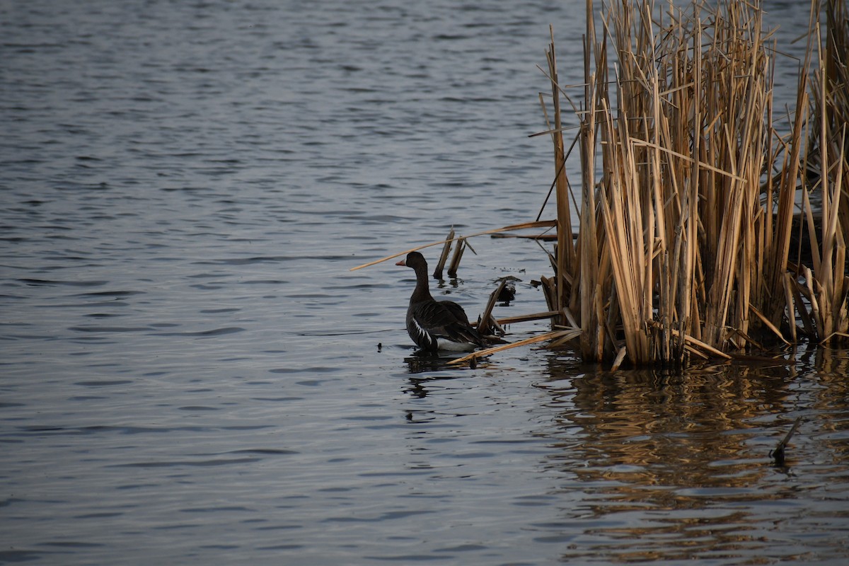 Greater White-fronted Goose - ML617907870