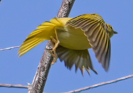 Yellow Warbler - Jeff Goulding