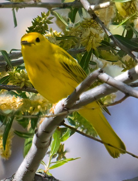 Yellow Warbler - Jeff Goulding
