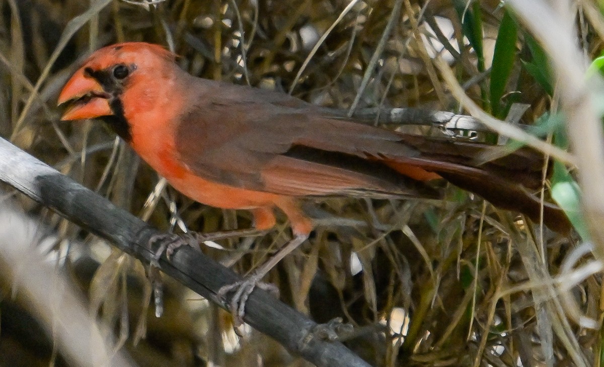 Cardinal rouge - ML617907882