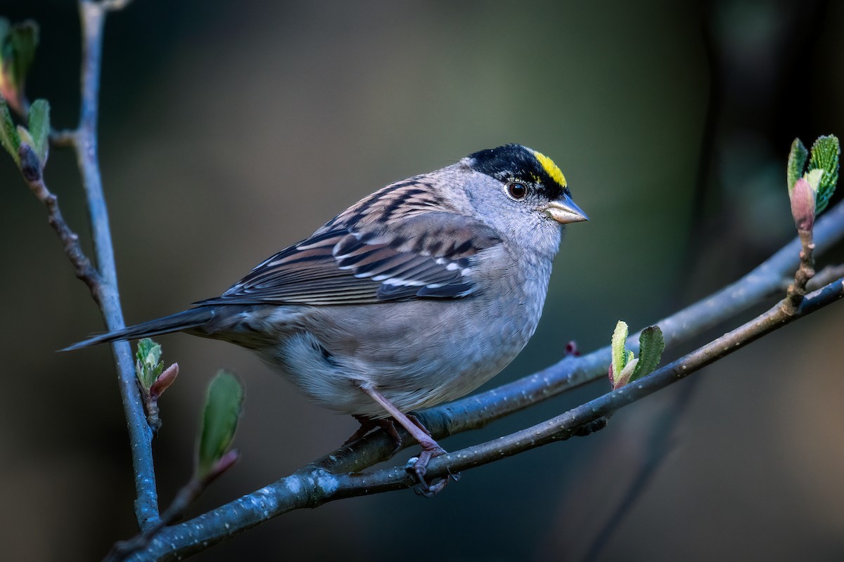 Golden-crowned Sparrow - Scott Vulstek